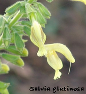 Salvia glutinosa - sauge glutineuse Dsc00651