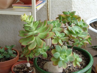 Aeoniums... Dsc01128