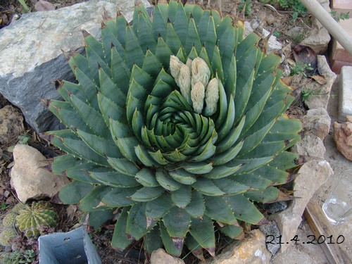 Aloe polyphylla Dsc01368