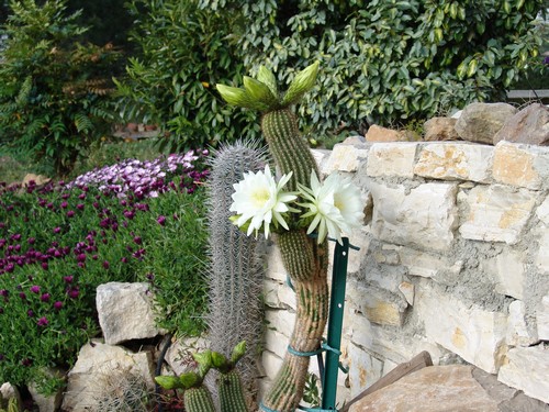 Trichocereus Shickendantzii... Dsc01412