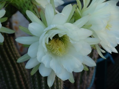 Trichocereus Shickendantzii... Dsc01437