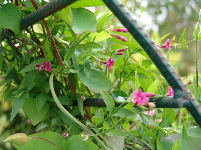 Jasminum beesianum !!! Dsc01533