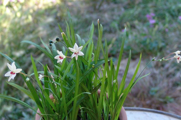 Freesia laxa (= Anomatheca laxa) Dsc01869