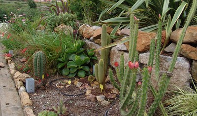 trichocereus - Trichocereus schickendantzii (Echinopsis) Dsc01933