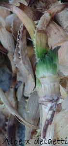 Aloe x delaetii Dsc02140