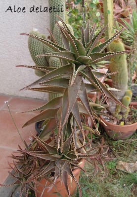 Aloe x delaetii Dsc02836