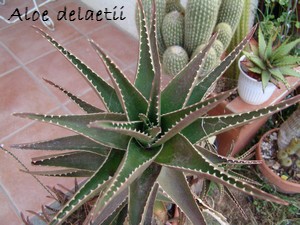 delaetii - Aloe x delaetii Dsc02837