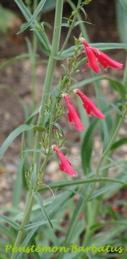 Penstemon - le genre Dsc02912