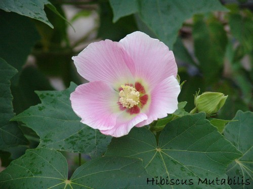 Hibiscus mutabilis  Dsc03118