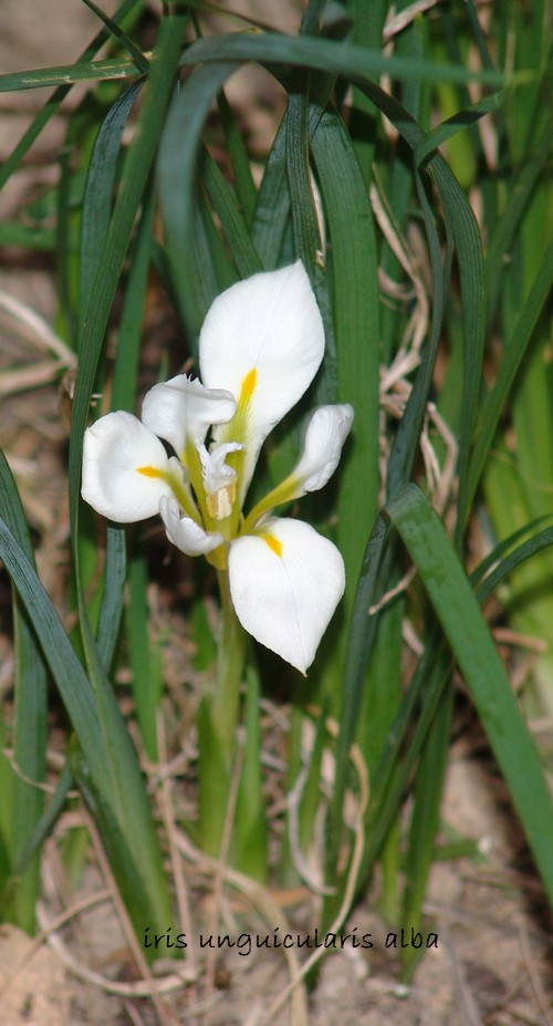 iris unguicularis Iris_013