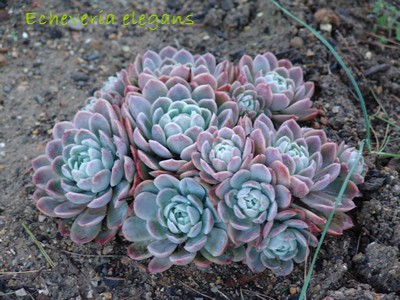 succulentes pour rocaille Jardin12