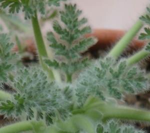 Pelargonium appendiculatum Jardin21