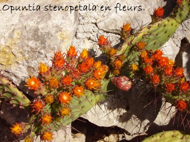 Opuntia stenopetala Opsten10