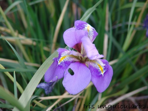 Iris unguicularis Photo_19