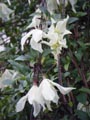 Clematis cirrhosa 'Jingle Bells' Vcirrh10