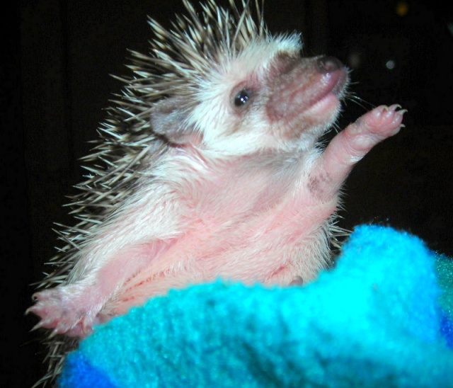 Bébés de Kroustille et Tékila! Litchi12