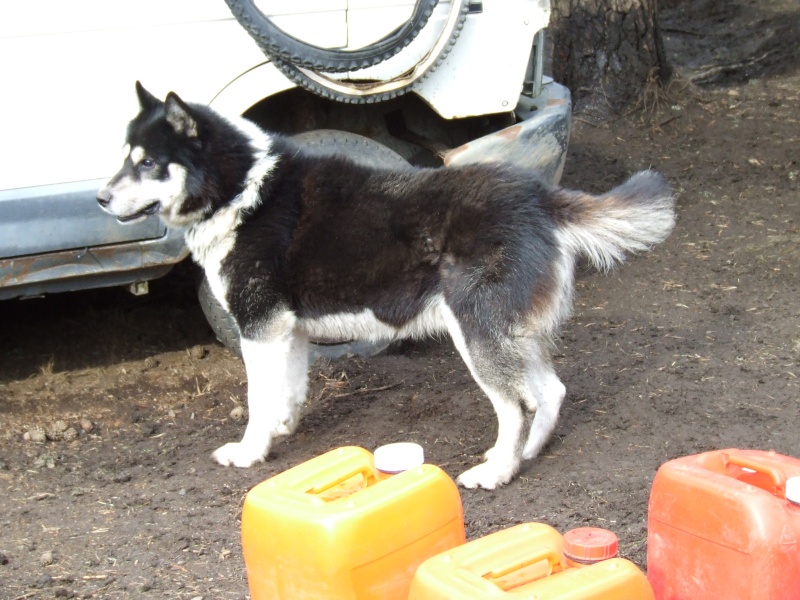 Encore 6 huskies en lozère... 2007_018