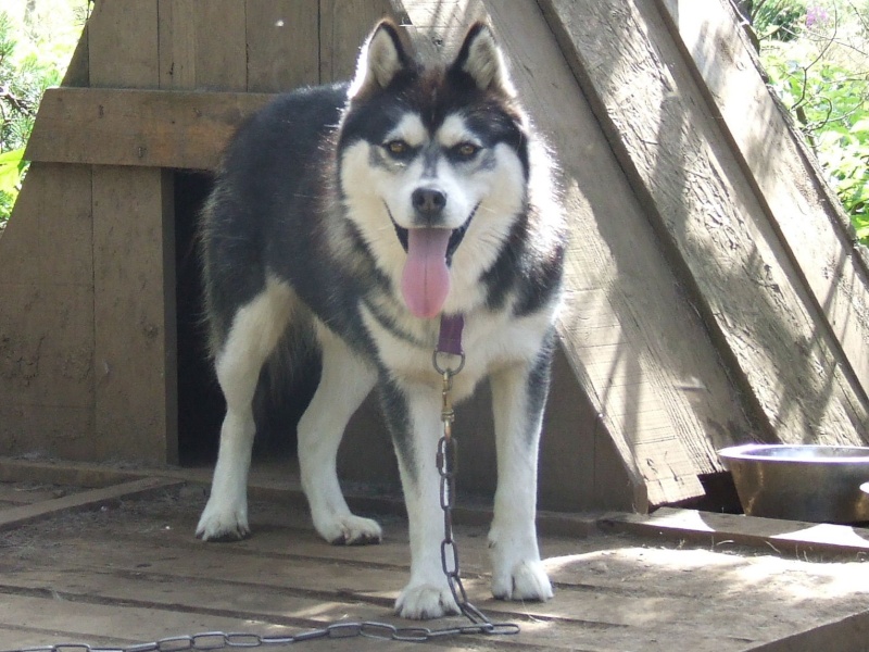 SHAWOK 3 ans, adoption annulée, retour case départ 2007_020