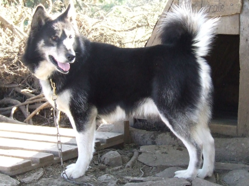 Encore 6 huskies en lozère... Pirate12