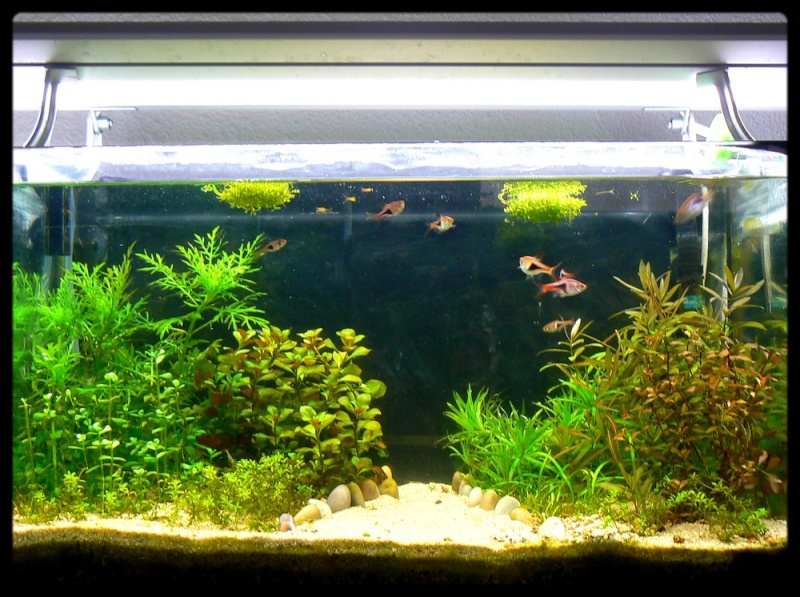 1ere tentative d'aquascaping Bac_aq10