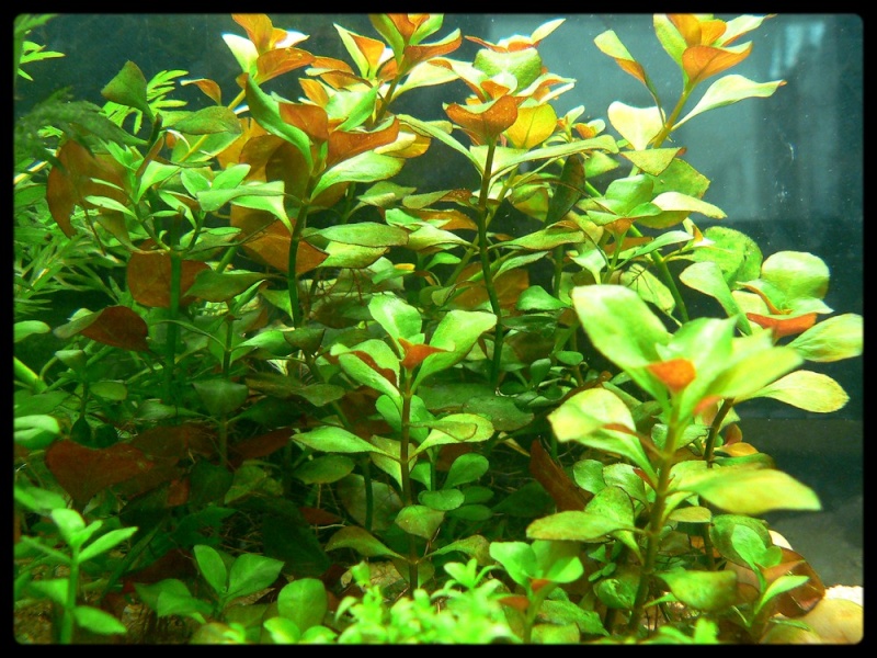 1ere tentative d'aquascaping Plante10