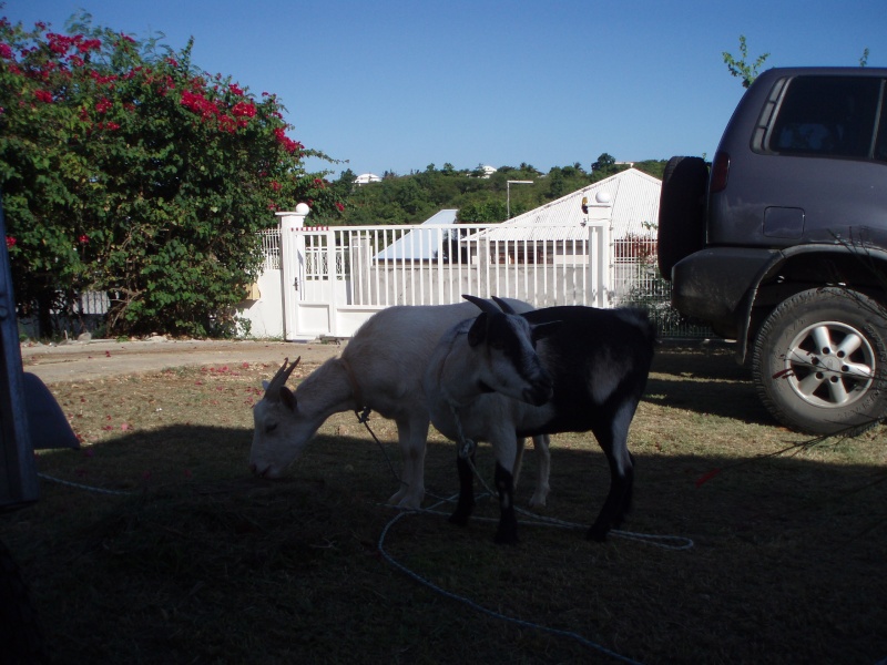 News de la guadeloupe P7230110