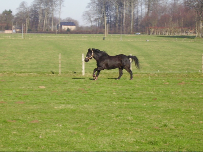 Mon loulou "aramis " (News Photos P. 1 Et 2) Imgp0414