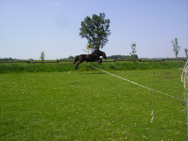 Nouvelle photos d'aramis " posté le 15 mai " Imgp0624