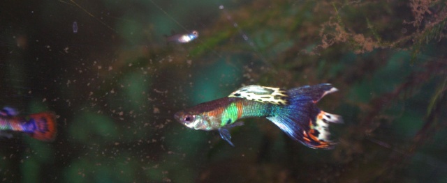 [VENDS] guppys bleus [95 et env.] Imgp1713