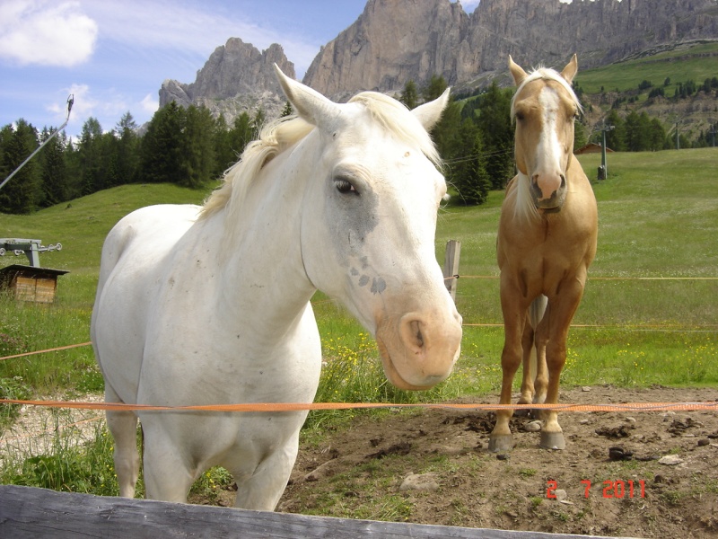 Soggiorno in Trentino Cavall10