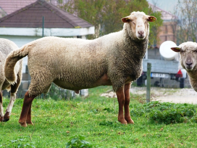 (vendu !!) Bélier Mourerous à vendre Belier11