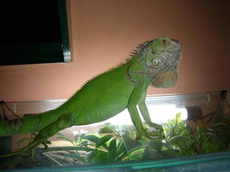 Evo moja iguana!! Moja_i10