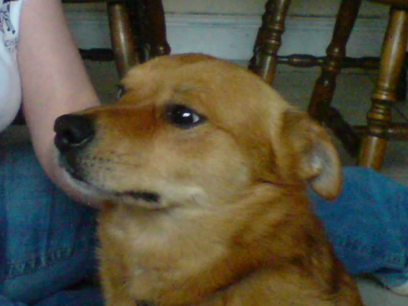3 year old Male Terrier/Pom X *rehomed* Dsc00713