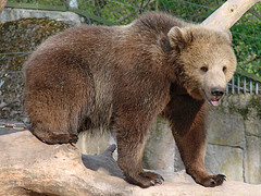 Un ours se promène tranquillement dans la ville d’Orlando (F Un-our11