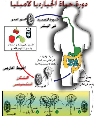 جيارديا لامبليا Giardia lamblia Clip_i10