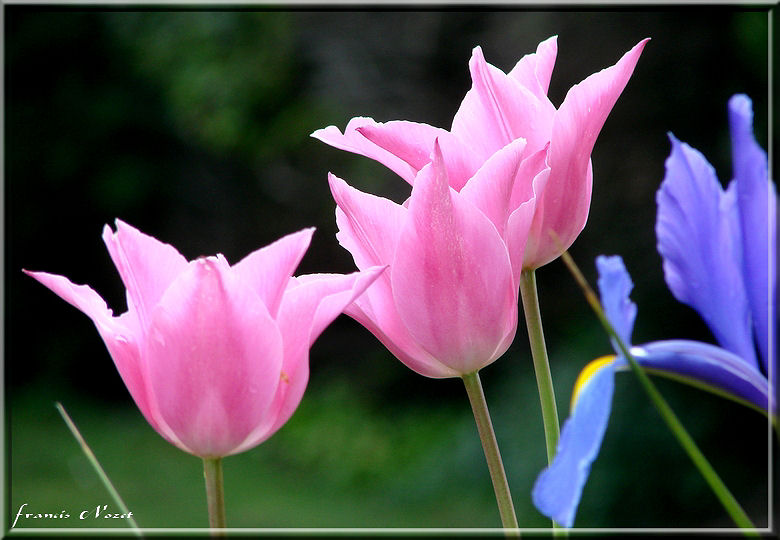 ** Varite de Tulipe ** Fleurs13
