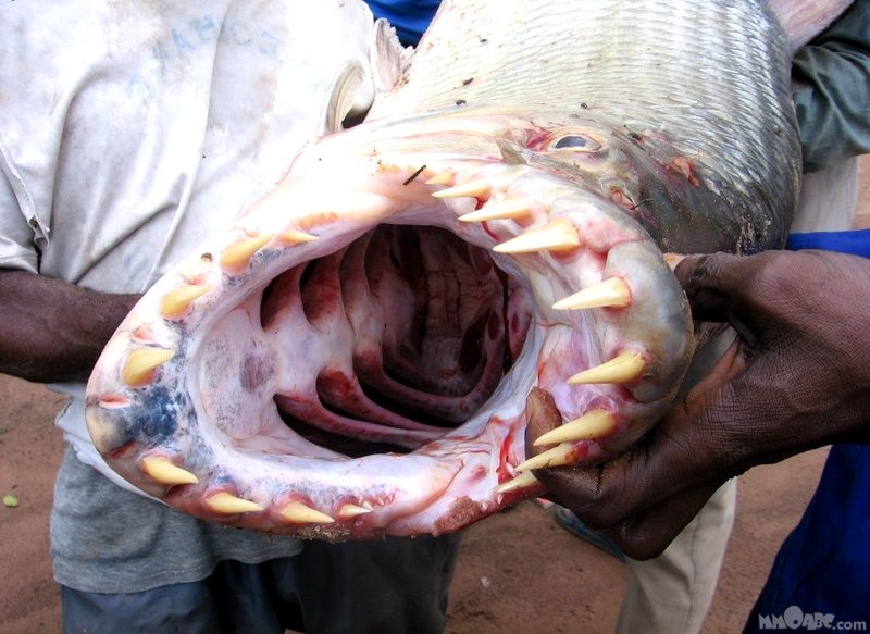 african tiger fish Africa10