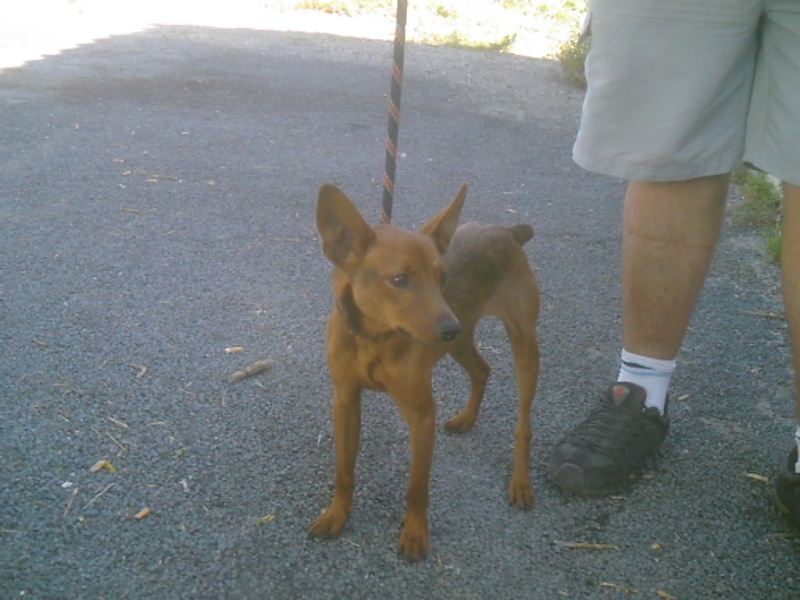 pinscher mâle 3 ans sorti de fourrière (34) Pinsch13