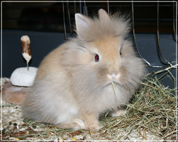 Pippin, lapin nain, tte de lion Pippin10