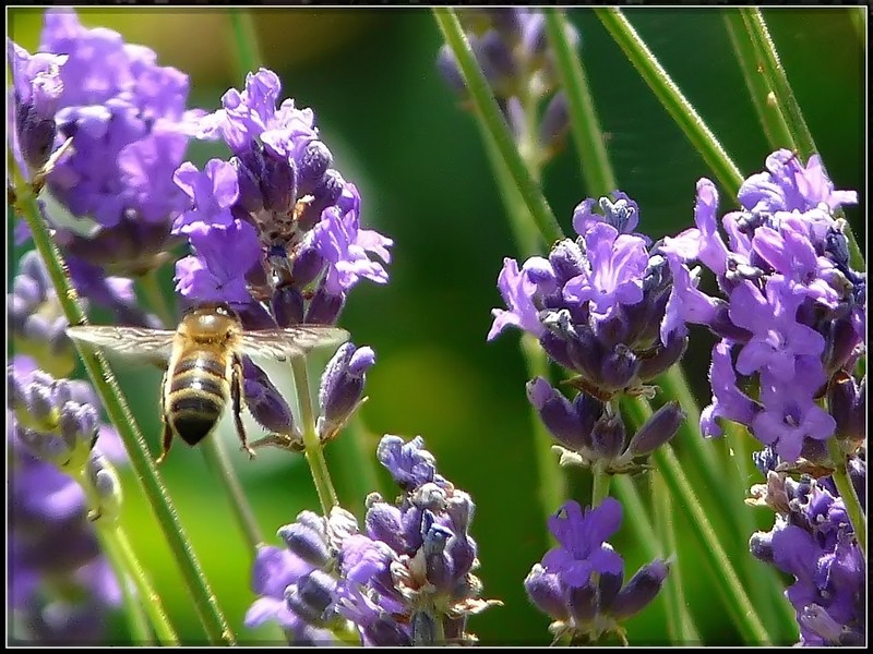 Bourdons et abeilles en vol Abeill14