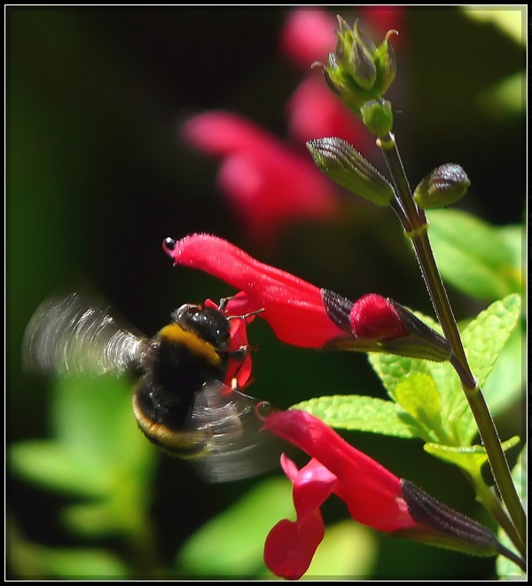 Bourdons et abeilles en vol Abeill15