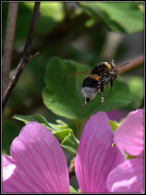 Bourdons et abeilles en vol Abeill16