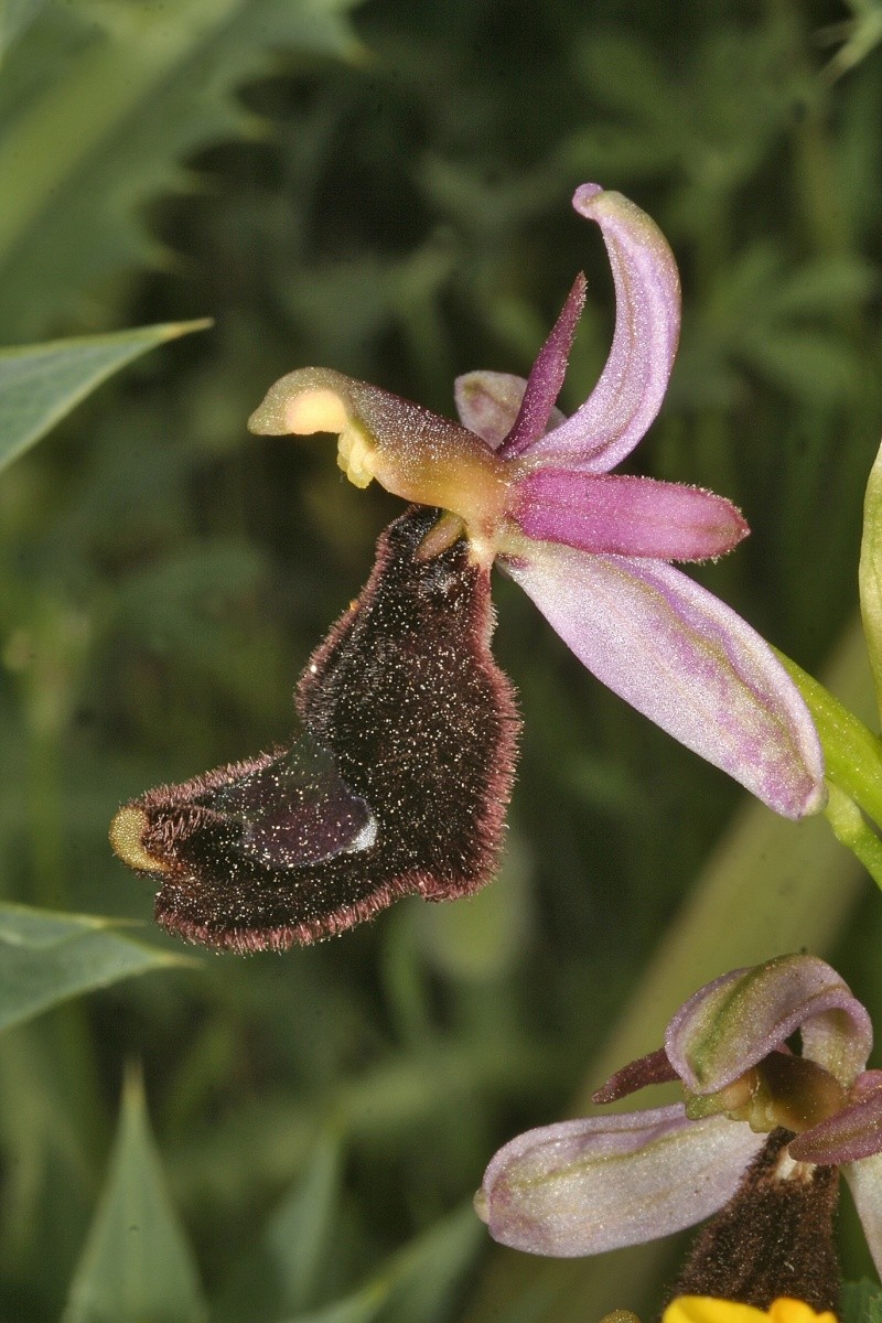 Sicile 2008 Ophrys19