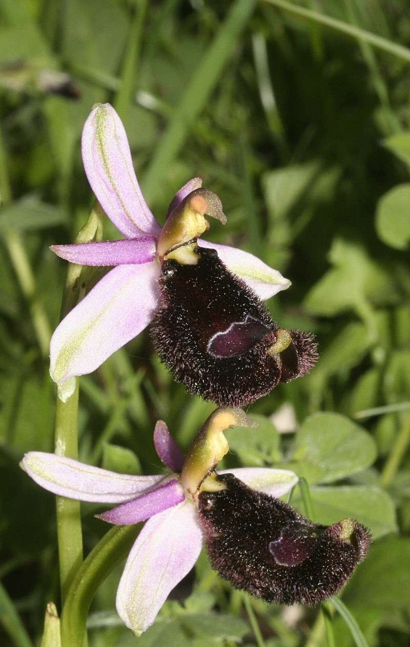 Sicile 2008 Ophrys20