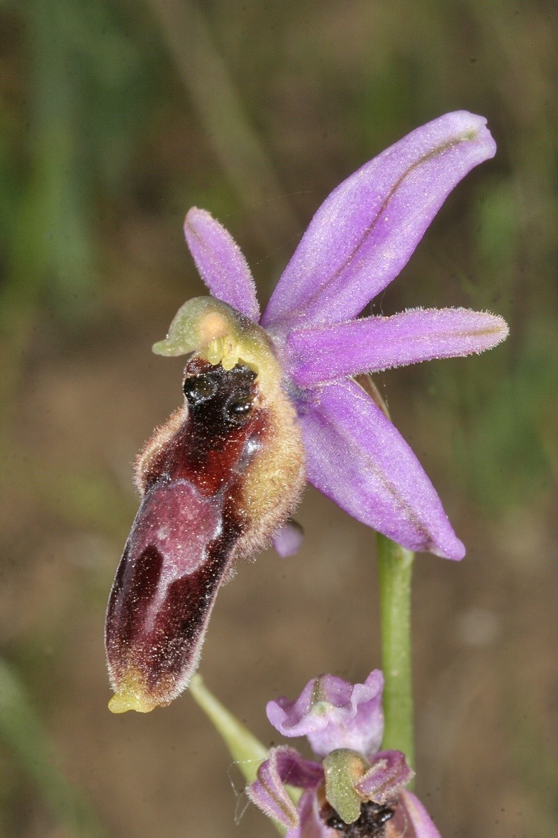 delforgei/forestieri/lupercalis and co Ophrys22