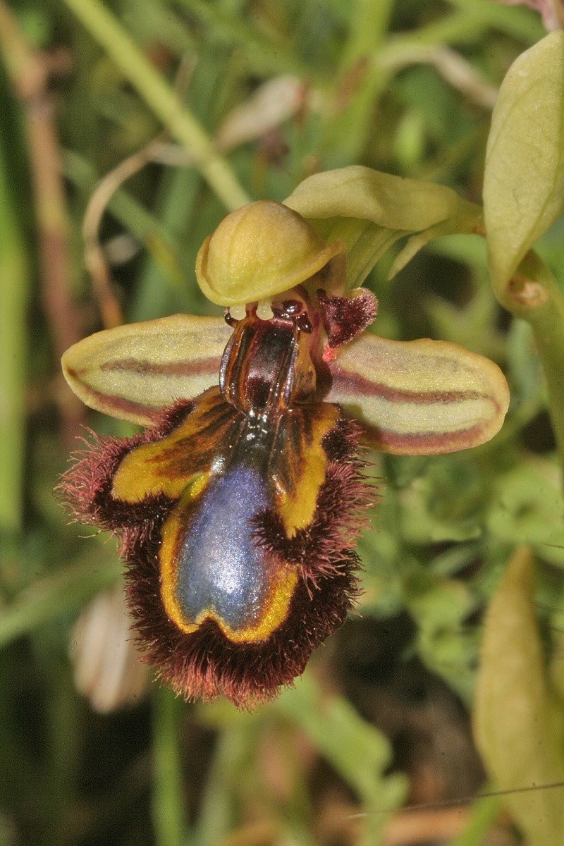 Ophrys speculum( Ophrys miroir ) Ophrys24