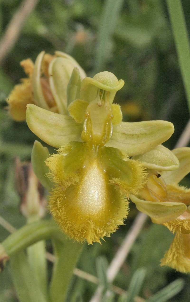 Sicile 2008 Ophrys25