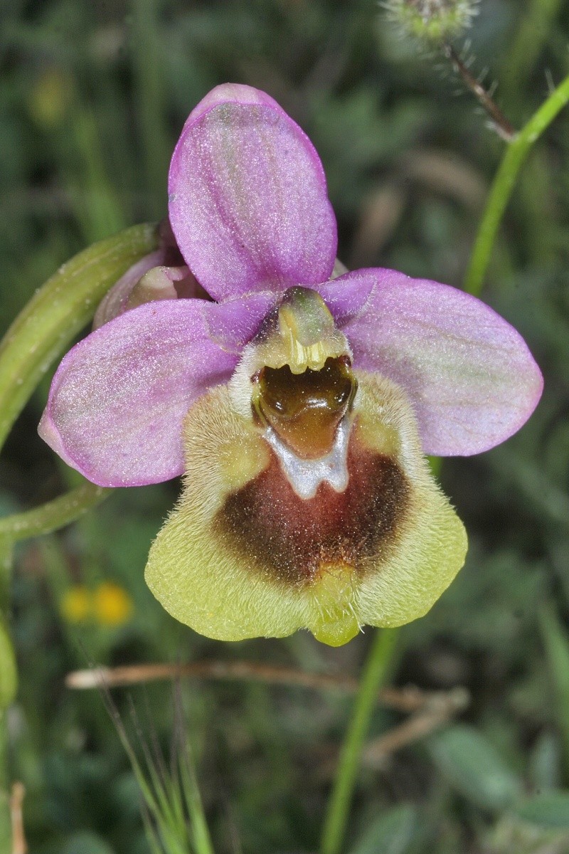 Sicile 2008 Ophrys26