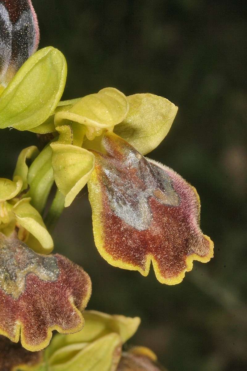 Sicile 2008 Ophrys30