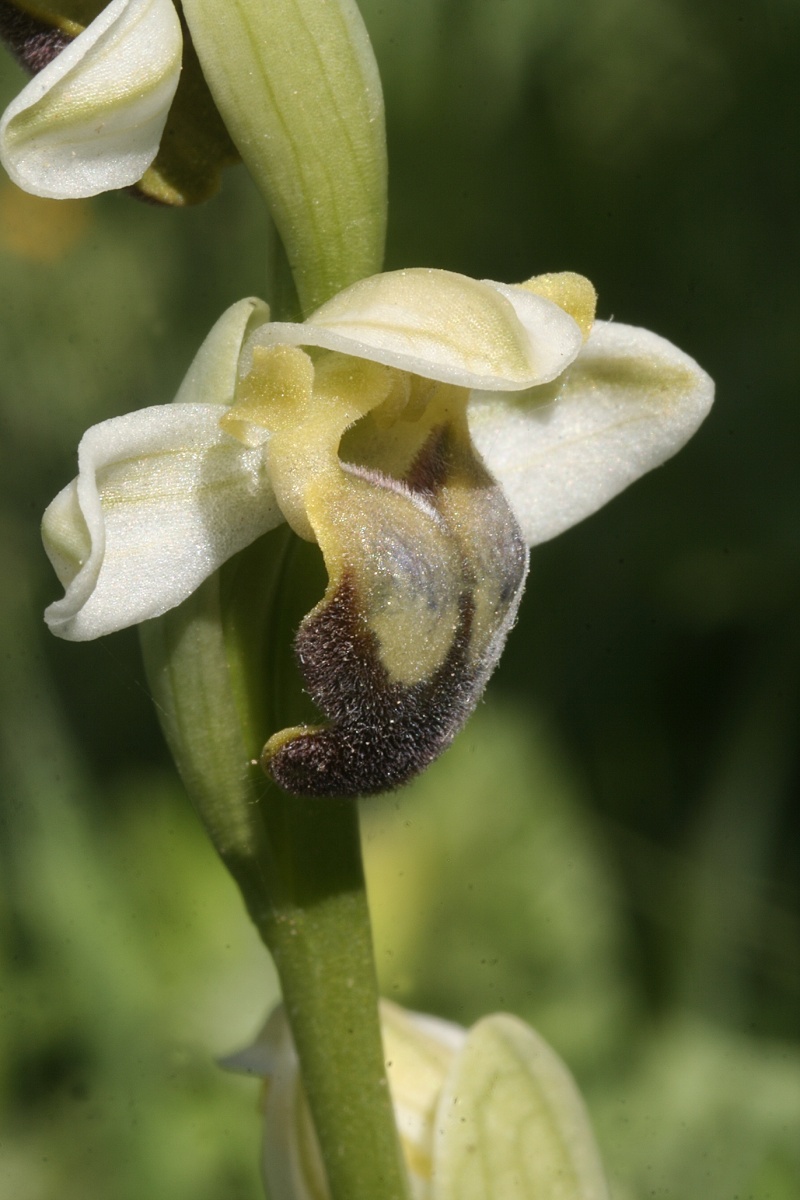 Sicile 2008 Ophrys36